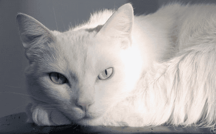 Cat likes Playing with the owner's hair