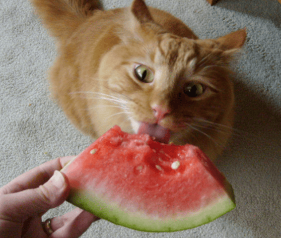 The cat owner was caught stealing something , the owner came up with a clever way to punish the cat, and the cat's expression lit up