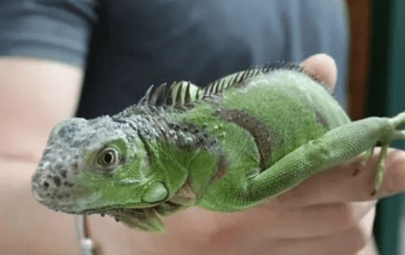 Green lizards and green iguanas Are they the same?