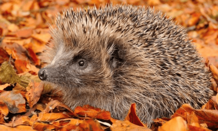 Is the hedgehog a nationally protected animal? Come and find out