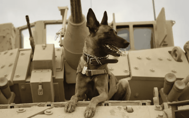 What breeds of military dogs are there? The top 10 military dogs are so handsome on the battlefield, there is more than one military dog ​​that is cooler than the German Shepherd