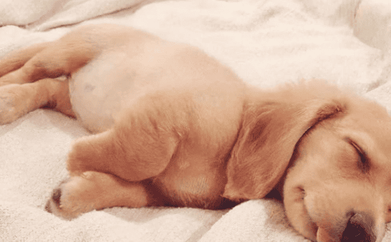 If your dog has these sleeping positions, it means you are living a very happy life in your home