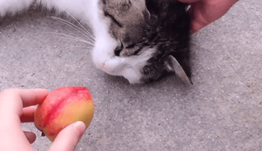  Can cats eat peaches? Why? 