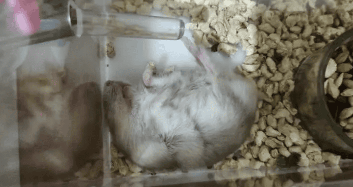 What should I do if my hamster keeps shaking while sleeping? Why does my hamster always sleep? 