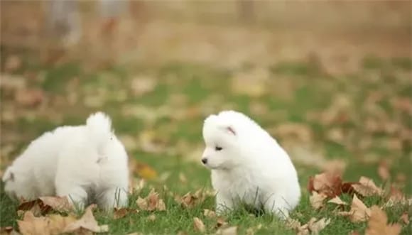 Feeding of Samoyed involves many aspects~