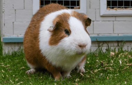 Common diseases and symptoms of guinea pigs 4 (loss of appetite and flatulence)