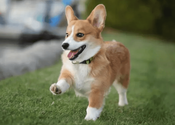 Which is better, black and white Corgi or yellow and white Corgi