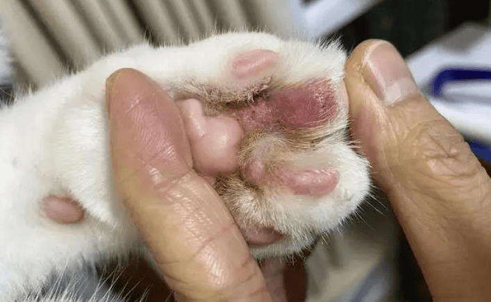 What should I do if one of my cat's toes is swollen