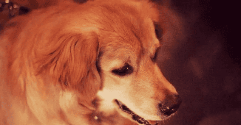 What causes red bumps on dogs' eyes