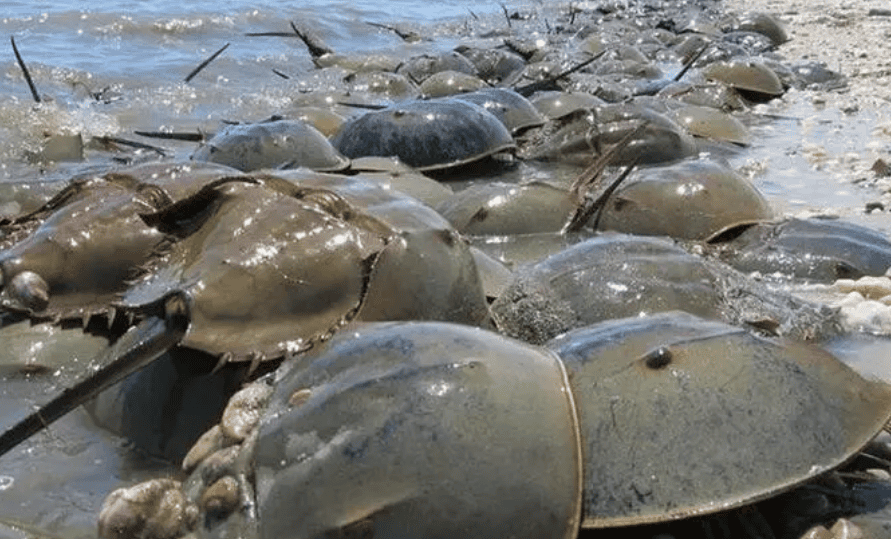 What is the maximum lifespan of a horseshoe crab