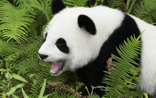 Interesting trivia about giant pandas, the average height is about 1.8 meters