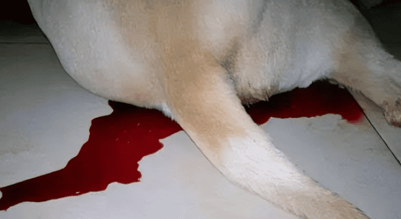 What should I do if my dog ​​has blood in his urine?