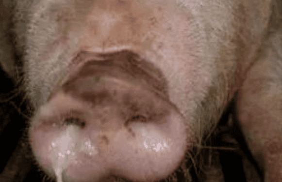 Beware of pigs in autumn Flu-prone