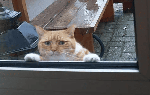 The orange cat committed a crime and was locked out by its owner, and his expression lit up! Netizens laughed: I feel sad but I really can't help it