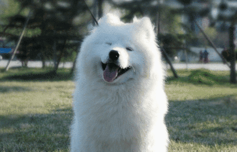 Are Samoyeds suitable for families? Their lively temperaments are suitable for families