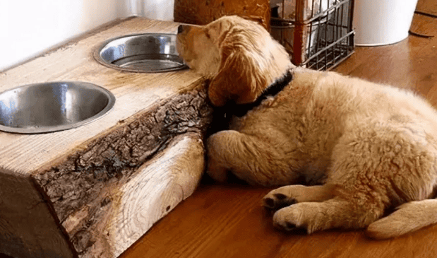 What to do if the dog smells too strong at home? Don't worry, here are 6 tips for you