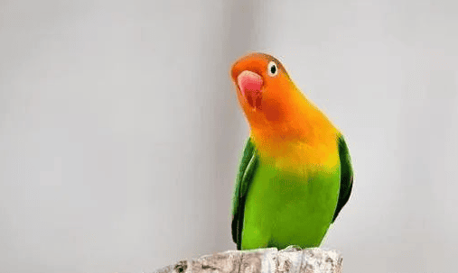  How to raise peony parrots is more interesting! 