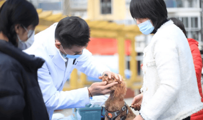 Chong Xin'an teamed up with Jiajia Jingyuan Community in Wulitun Street to launch multiple free clinics for pets to welcome the Month of Learning from Lei Feng