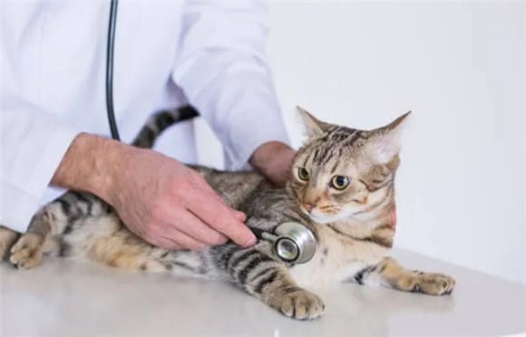 What are the special vaccination needs of cats? How to develop an optimal vaccination plan?</p><p>Risk-benefit assessment of vaccination</p ><p>The WSAVA expert group recommends that every cat should receive the core vaccine (cat triple vaccine) according to the procedure. Whether and how often a cat should be vaccinated depends on the individual veterinarian's assessment, including consideration of the cat's condition, living environment, and risk of exposure. The risk-benefit assessment needs to focus on the safety, effectiveness and probability of adverse risks of the vaccine. The results of the assessment should be personalized, evidence-based recommendations. </p><p>With its comprehensive protection and safety, Zoetis Miaosanduo®️ vaccine has become the first choice of many pet doctors. Not only can it effectively prevent feline parvovirus, but it can also provide protection against herpes virus and calicivirus, ensuring the health of cats. </p><p>·Evaluation of Immunization Programs</p><p>When considering the risks and benefits associated with immunization, factors in different situations need to be weighed. For example, cats in multi-cat households that are allowed to go outside may be at risk of being exposed to and carrying infectious diseases, so it is very necessary that all cats be vaccinated. For cats with underlying medical conditions or specific illnesses, the need for vaccination may need to be carefully considered. </p><p>·Risk by age</p><p>Age is an important factor in assessing the risk of cat vaccination. Kittens are more susceptible to infection due to lack of antibody protection, so kittens are the main target group for vaccination. Adult cats have a certain degree of immunity and are not as dependent on vaccinations as kittens. However, other infection risks still need to be assessed. For high-risk cats, it is recommended to receive regular vaccinations once a year. </p><p>·Environmental risks</p><p>Population density and environmental risks are also key to assessing risks. Therefore, when formulating an immunization plan, the environmental factors where cats live need to be considered. </p><p>Cats and kittens living in multi-cat households may be at higher risk of infection than cats living alone. For cats that live purely indoors, although the probability of infection is relatively low, the risk of infection caused by the external environment still needs to be considered. </p><p>Immunization procedures under special circumstances</p><p>·Can vaccination be given during pregnancy and lactation?</p><p>Vaccination is not recommended for pregnant or lactating female cats. , only injecting inactivated vaccines is recommended when necessary (such as rescue stations, infectious disease outbreaks). </p><p>Female cats that have received the feline triple vaccine usually do not need additional vaccinations before pregnancy. Vaccination during lactation usually has no effect on newborn cats, but if the mother cat lacks antibodies, the antibodies cannot be passed to the newborn cat through breast milk. Therefore, vaccination should be done at least 2 weeks before pregnancy to ensure sufficient time for the production of antibodies to protect the health of newborn cats. </p><p>·Can cats with a history of adverse reactions be vaccinated?</p><p>For cats that have had adverse reactions or have immune-related diseases, vaccination needs to be more cautious. Adverse reactions caused by vaccines may be caused by a variety of factors, including vaccination methods, innate immune responses, cellular immunity or humoral immunity triggered by specific components, etc. Improper use of attenuated vaccines and reactions caused by vaccine components may lead to adverse reactions. </p><p>It should be noted that the possibility of adverse events is very low and the benefits and benefits of vaccination far outweigh the potential risks. Therefore, it is recommended to communicate the importance of immunity to pet owners, and remind them that slight fatigue and loss of appetite in a small number of animals after vaccination are normal vaccination phenomena. Pay attention to observe for 30 minutes after vaccination, and do what you should do to vaccinated pets after returning home. Take good care of yourself after vaccination. If your cat has ever had an adverse reaction due to vaccination, you need to evaluate it based on the antibody test results. If you really need to be vaccinated, you can consider injecting antihistamine drugs before the injection to reduce the occurrence of allergic reactions. </p><p style=