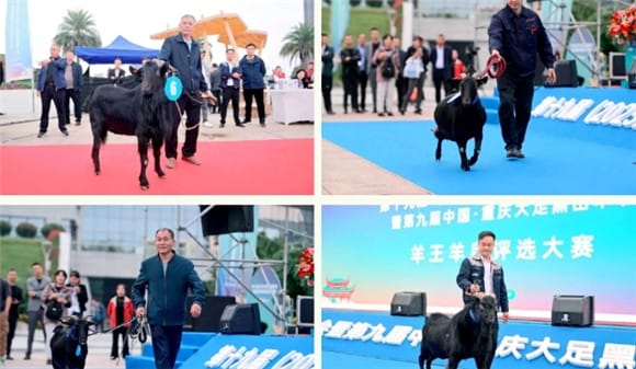 The 19th China Sheep Industry Development Conference has concluded successfully! Joining hands with the development of the mutton industry, Lvdasheng will move forward! 