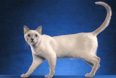  Fifteen varieties of Thai cats and pictures