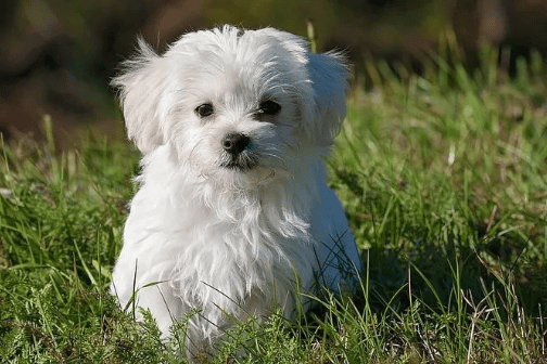 Why do dogs like to eat shit? Stupid humans, eating shit is a fine tradition of nature!