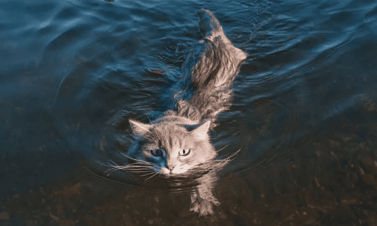 Why do cats hate bathing so much