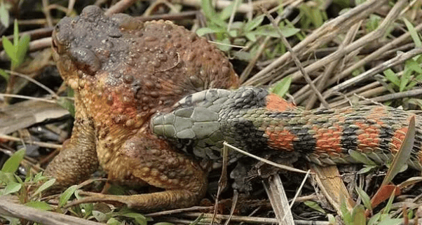 The well-known pheasant neck-tiger neck snake, they are also a branch of venomous snakes