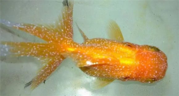  5 common parasitic diseases of goldfish, and their prevention and treatment methods? Because there are second-generation fetuses in the body, it is called third-generation worms. The pathogens are medium-sized third-generation worms, third-generation worms and Caenorhabditis elegans. </p><p>The third-generation worms parasitize on the body surface and gills of fish, which will stimulate the fish to secrete excessive mucus and deprive nutrients, resulting in dull body surface, loss of appetite, fish weight loss, and high mortality of young fish. , can cause massive deaths. When parasitized in large quantities, it may also cause corneal opacity and blindness in fish. </p><p>The sick fish is extremely restless in the early stage, sometimes swimming wildly, sometimes swimming sharply sideways, and will rub against the aquatic plants or tank walls, thus damaging the skin of the sick fish. </p><p>The most suitable water temperature for the reproduction of third-generation worms is 20°C, and April to May is generally the season when the disease is prevalent. </p><p>5. Ancylostosis</p><p>The pathogens are Ancylostoma medium, Ancylostoma ringbranchii and Anylloides arcuate. Ringworms generally parasitize on the gills, destroy the gill tissue, hinder breathing, and can also make the fish anemic. The symptoms are not obvious in the early stage, but in the later stage, the gills will swell significantly and the gill cover will open. You can see milky white worms on the gills. </p><p>The fish infected with anatomy float on the water surface at first, do not eat, swim weakly, have difficulty breathing, have large gill covers, and frequently urinate in the water, like a floating head, but are slow to react and will not sink when frightened. Or spread out. Some stayed motionless at the edge of the fish tank, while others showed extreme agitation, scurrying or swirling in the water, and then gradually died. </p><p>When the water temperature is 20~25℃, it is the reproductive period of ringworm. Generally, spring to early summer and autumn are the occurrence seasons. </p><p>The above opinions have been tested in practice, but they are for reference only and everyone can learn from them. As the saying goes, “Prevention is the first priority, treatment is the supplementary priority.” Early detection and early treatment must be taken after getting sick. </p><p>As long as most fish diseases are discovered early and treated promptly, there is a high chance that they can be cured. Don't delay. Of course, you need to pay more attention to observation, regularly change the water and add bacterial solution to ensure stable and good water quality, so that the fish can be less sick or even not sick. </p>                        
        </div>
        <!-- 上下页 -->
        <div class=