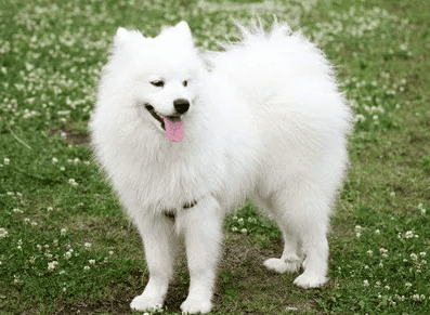  Which one is easier to raise, a Golden Retriever or a Samoyed? 5. Golden Retriever, a companion dog, has a good personality, is very outgoing, greedy, strong, likes to play, and is smart. , easy to take care of. </p><p>6. Samoyed, a dog with a beautiful smile. The coat is difficult to take care of because it has a double coat, so most owners can only comb the long hair on the surface. Little do they know that the down on the surface of the skin has already been bonded together. In addition to the shedding problem during the molting season, Satsumas are suitable for keeping in apartments. They are clean, have little activity, and are not as violent as golden retrievers or Alaskans. They are not aggressive, relatively docile, and very annoying. </p><p>You can choose according to your actual situation! </p>                        
        </div>
        <!-- 上下页 -->
        <div class=