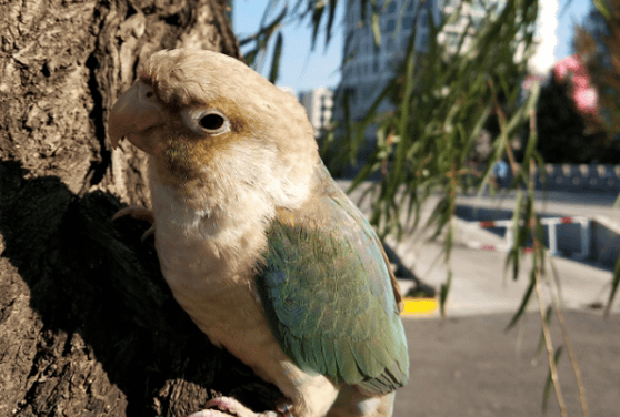  Things you must pay attention to about letting parrots fly