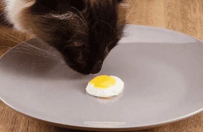 Can cats eat egg whites? 