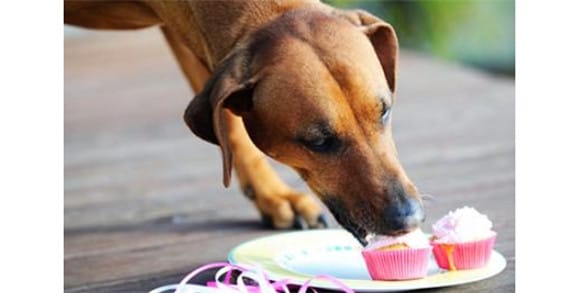 Dogs Standards for xylitol poisoning in dogs