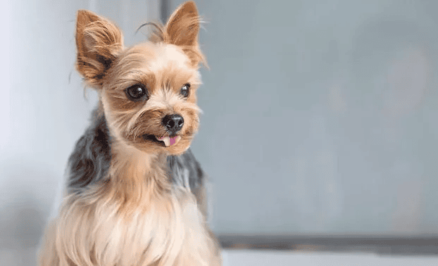  The top ten longest-lived dog breeds in the world