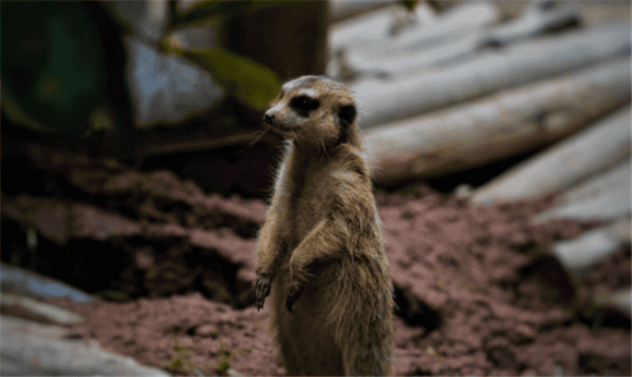 Lemurs eat What staple food