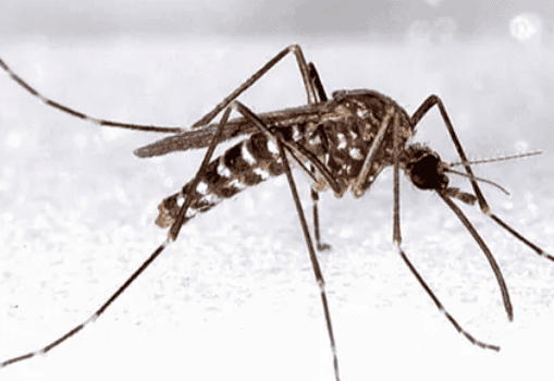 How long do mosquitoes live? 