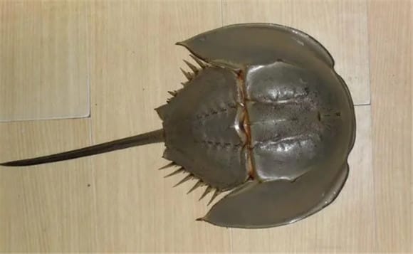 Limulus Do horseshoe crabs have medicinal value?