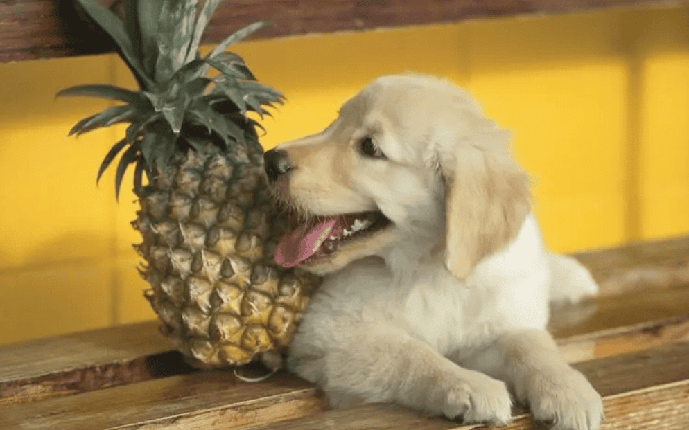 Can dogs eat pineapples