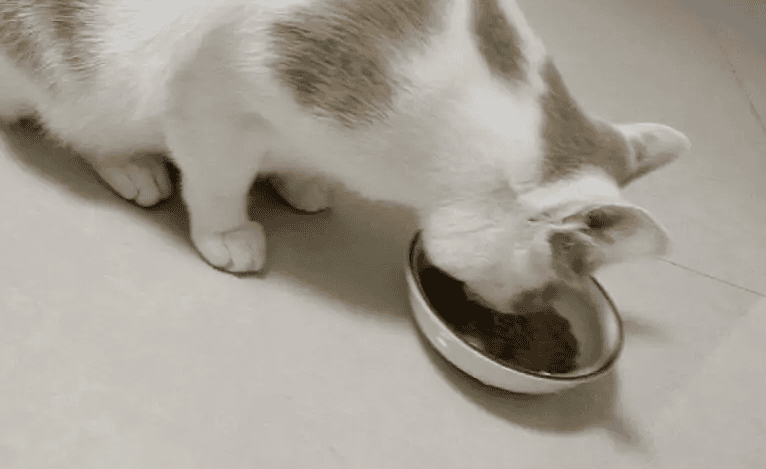 The cat is thin but feels normal when eating