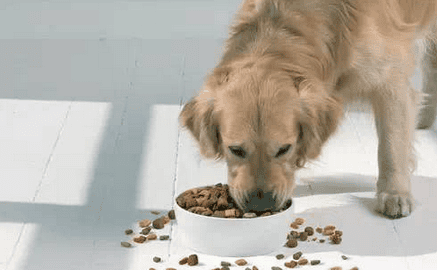 I love my pet | How to arouse your pet's appetite