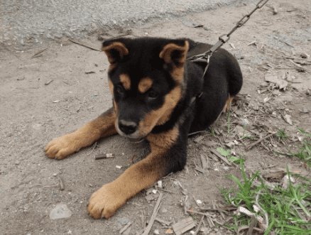 Are Guangxi native hounds ferocious?