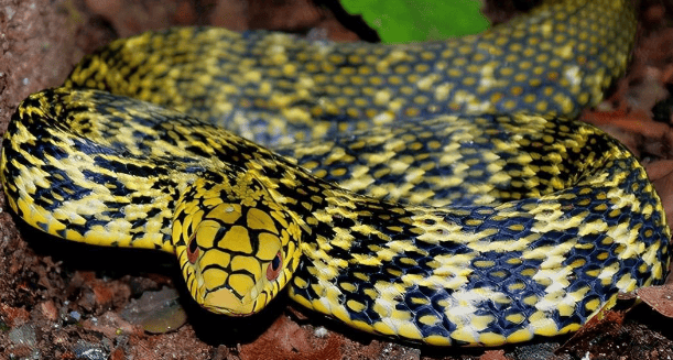 Cauliflower snake: Poisonous or non-venomous? It turns out that there are several species of snakes that have the same name.