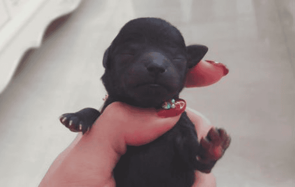 Dogs and Pictures of born babies