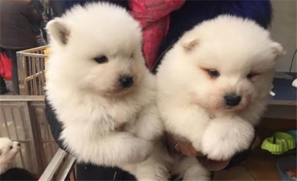  Is the Big Bear Samoyed a cross?