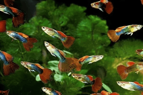 Tips for breeding guppies