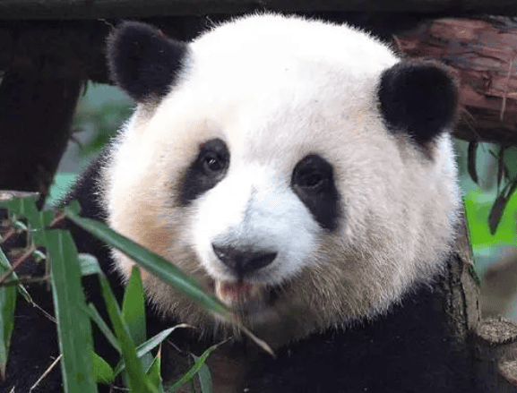  The giant panda, a gentle animal