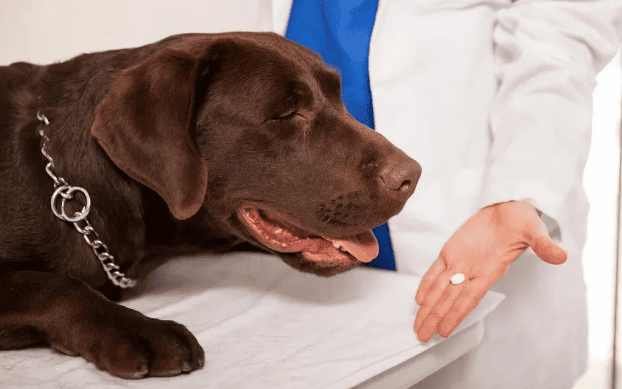 What to do if your dog has fleas? These 5 