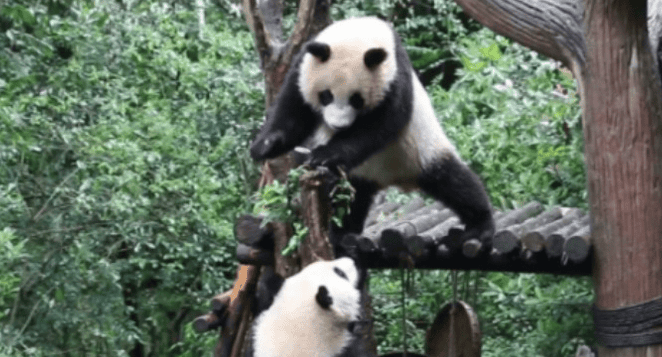 How much do you know about the living environment of giant pandas?