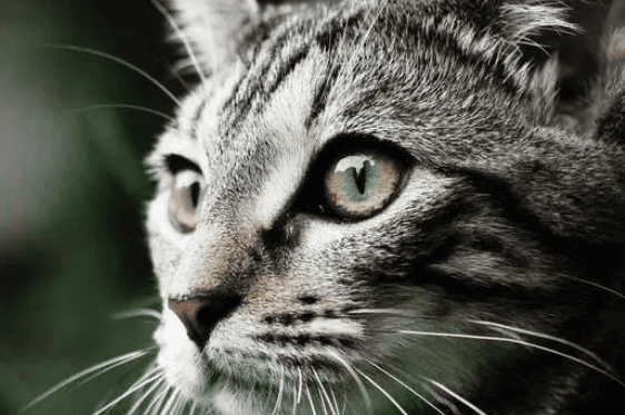 Cat ringworm Diagnosis, treatment and communication skills