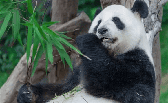 How much do you know about pandas?